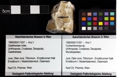 Foto (Objket + Etiketten) von Culmenformosa sp. 